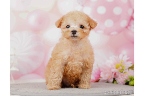 成約済の千葉県のティーカッププードル-285573の7枚目