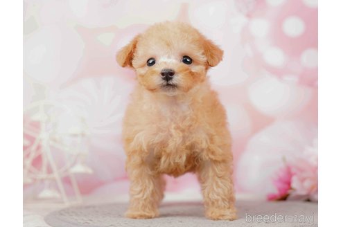 成約済の千葉県のティーカッププードル-285573の9枚目