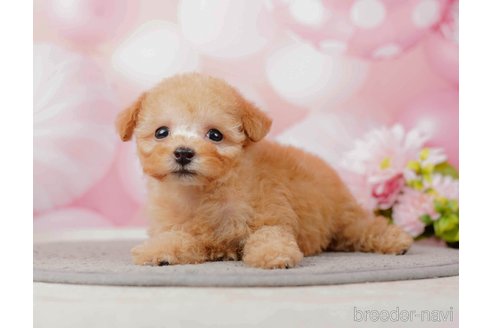 成約済の千葉県のティーカッププードル-285573の3枚目