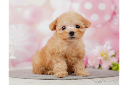 成約済の千葉県のティーカッププードル-285573の2枚目