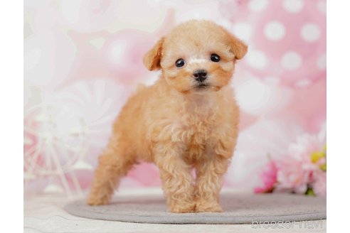 成約済の千葉県のティーカッププードル-285573の4枚目