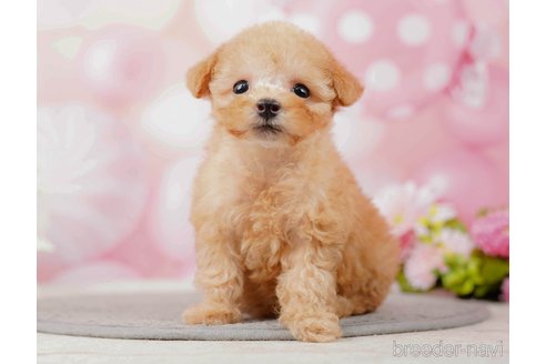 成約済の千葉県のティーカッププードル-285573の5枚目