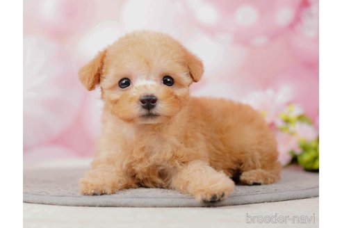 成約済の千葉県のティーカッププードル-285573の1枚目