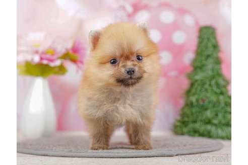 成約済の千葉県のポメラニアン-285577の9枚目