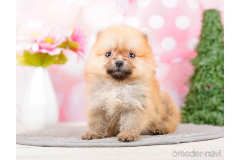 成約済の千葉県のポメラニアン-285577の1枚目