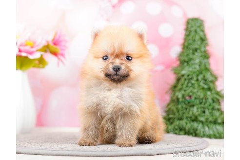 成約済の千葉県のポメラニアン-285577の10枚目