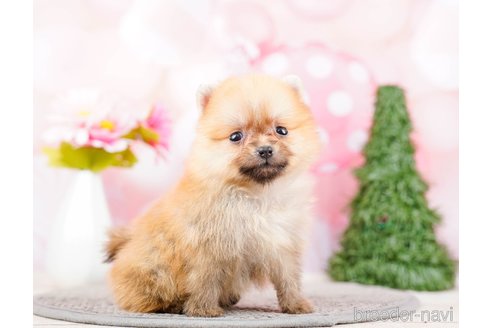 成約済の千葉県のポメラニアン-285577の6枚目