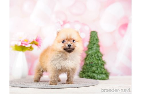 成約済の千葉県のポメラニアン-285577の7枚目