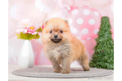 成約済の千葉県のポメラニアン-285577の8枚目