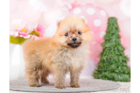 成約済の千葉県のポメラニアン-285577の2枚目