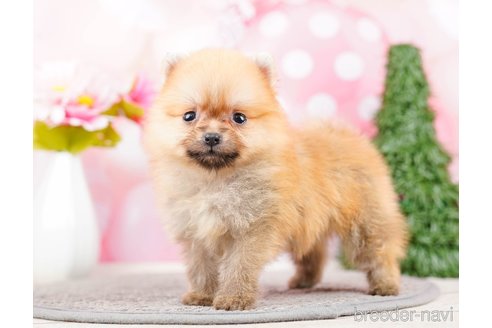 成約済の千葉県のポメラニアン-285577の3枚目