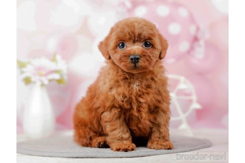 成約済の千葉県のトイプードル-285579の8枚目