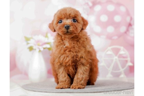 成約済の千葉県のトイプードル-285579の9枚目