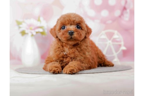 成約済の千葉県のトイプードル-285579の5枚目