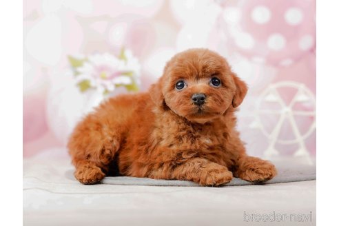 成約済の千葉県のトイプードル-285579の7枚目