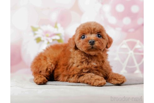 成約済の千葉県のトイプードル-285579の2枚目