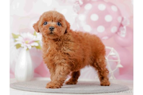 成約済の千葉県のトイプードル-285579の3枚目