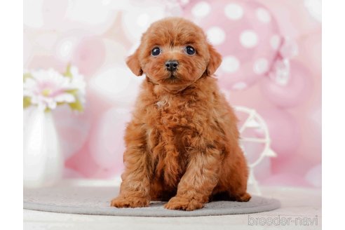 成約済の千葉県のトイプードル-285579の1枚目