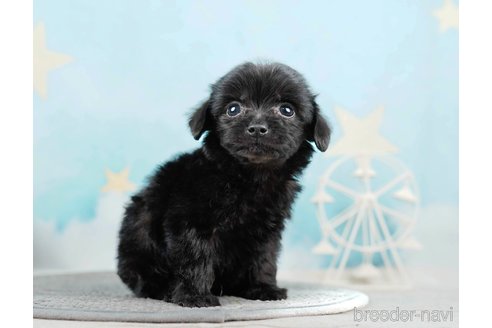 成約済の千葉県のチワプー:チワワ×トイプードル-285585の10枚目