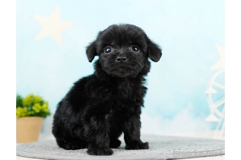 成約済の千葉県のチワプー:チワワ×トイプードル-285585の8枚目