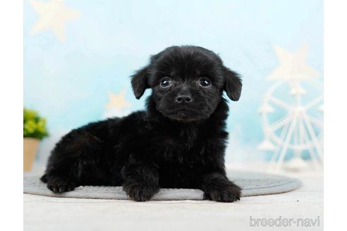 成約済の千葉県のチワプー:チワワ×トイプードル-285585の9枚目