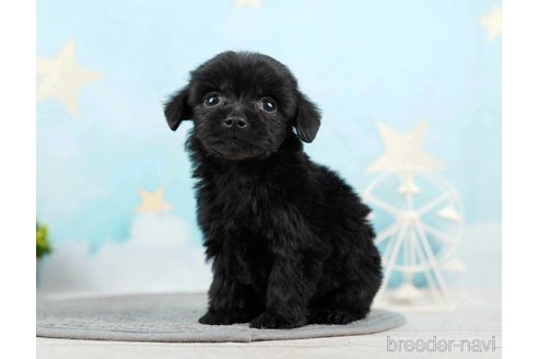 成約済の千葉県のチワプー:チワワ×トイプードル-285585の4枚目