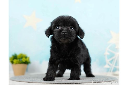 成約済の千葉県のチワプー:チワワ×トイプードル-285585の5枚目