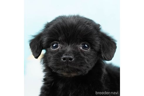 成約済の千葉県のチワプー:チワワ×トイプードル-285585の6枚目