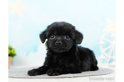 成約済の千葉県のチワプー:チワワ×トイプードル-285585の2枚目