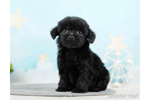 成約済の千葉県のチワプー:チワワ×トイプードル-285585の3枚目