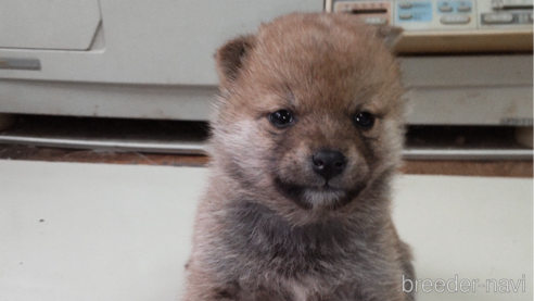 成約済の秋田県の柴犬-285593