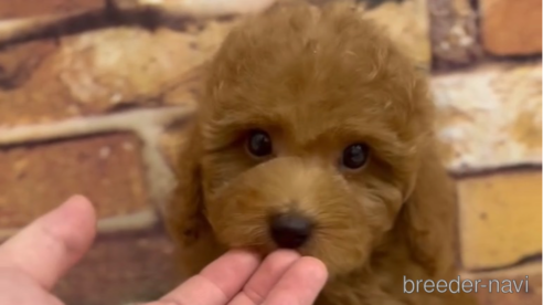 成約済の福岡県のトイプードル-278660の9枚目