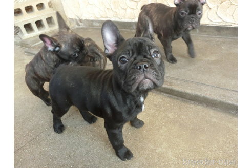 販売中の兵庫県のフレンチブルドッグ-275598の7枚目