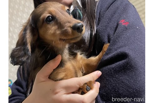 成約済の千葉県のカニンヘンダックスフンド(ロングヘアード)-281721の1枚目