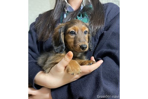 成約済の千葉県のカニンヘンダックスフンド(ロングヘアード)-281719の5枚目