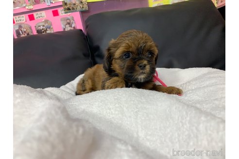 成約済の岐阜県のミックス犬-278841の4枚目