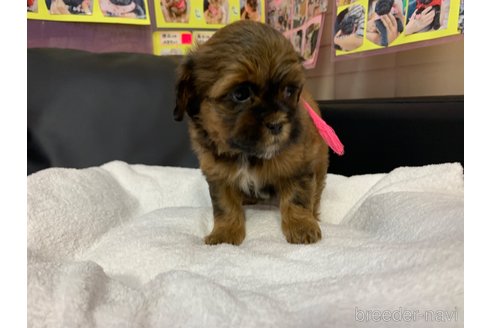 成約済の岐阜県のミックス犬-278841の3枚目