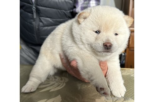 成約済の埼玉県の豆柴-285700の2枚目