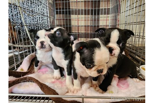 成約済の愛知県のボストンテリア-285718の3枚目