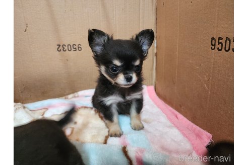 成約済の愛知県のチワワ(ロングコート)-282511の4枚目