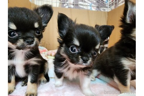 成約済の愛知県のチワワ(ロングコート)-282511の5枚目