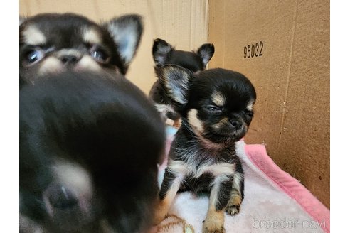 成約済の愛知県のチワワ(ロングコート)-282511の3枚目