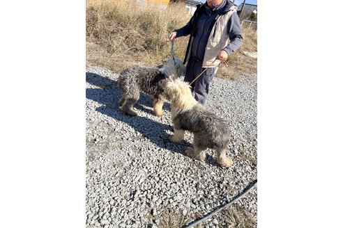 成約済の熊本県のオールドイングリッシュシープドッグ-285544の2枚目