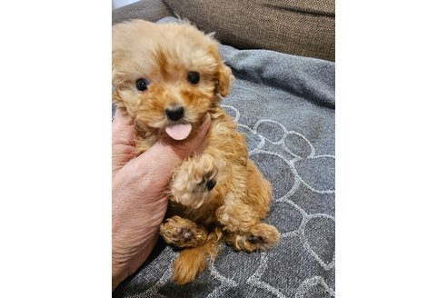 成約済の埼玉県のティーカッププードル-285740の2枚目
