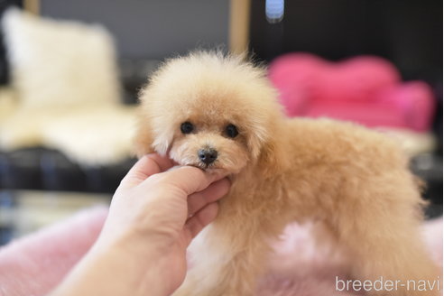 成約済の茨城県のティーカッププードル-264337の6枚目