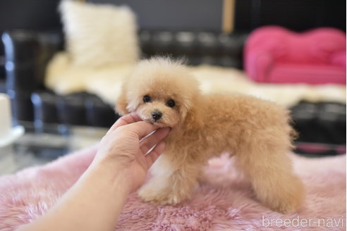 成約済の茨城県のティーカッププードル-264337の5枚目
