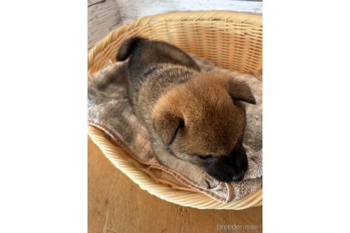 成約済の静岡県の柴犬-285781の3枚目