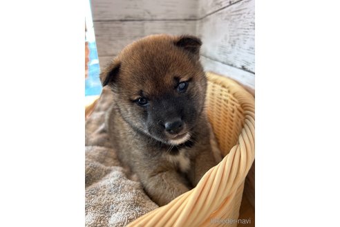 子犬