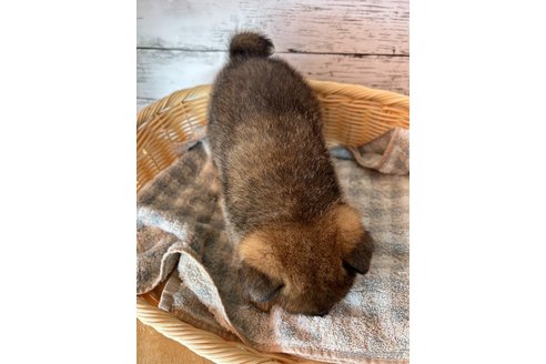 成約済の静岡県の柴犬-285785の6枚目