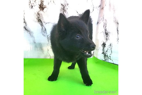 成約済の茨城県のスキッパーキ-268991の24枚目